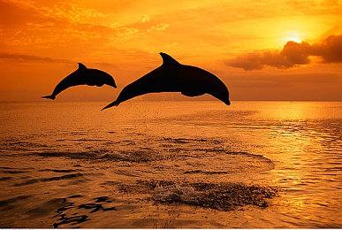 Steam新一周销量榜 Deck再次登顶